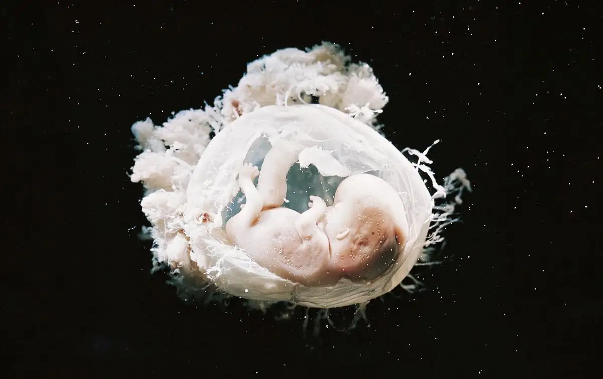 受精卵在3~8周后会发育成胚胎