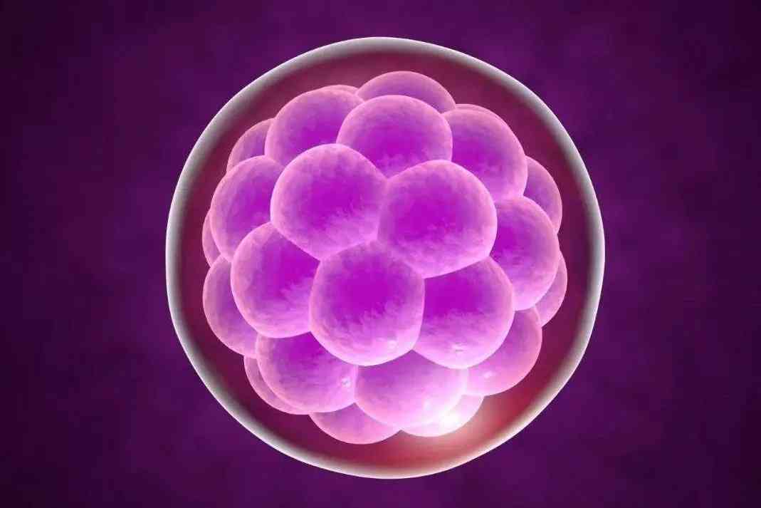 影响胚胎成功着床的因素