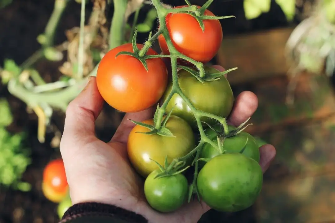 青西红柿孕妇食用后可能会导致中毒