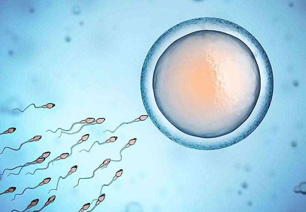 胎儿性别由男性精子决定