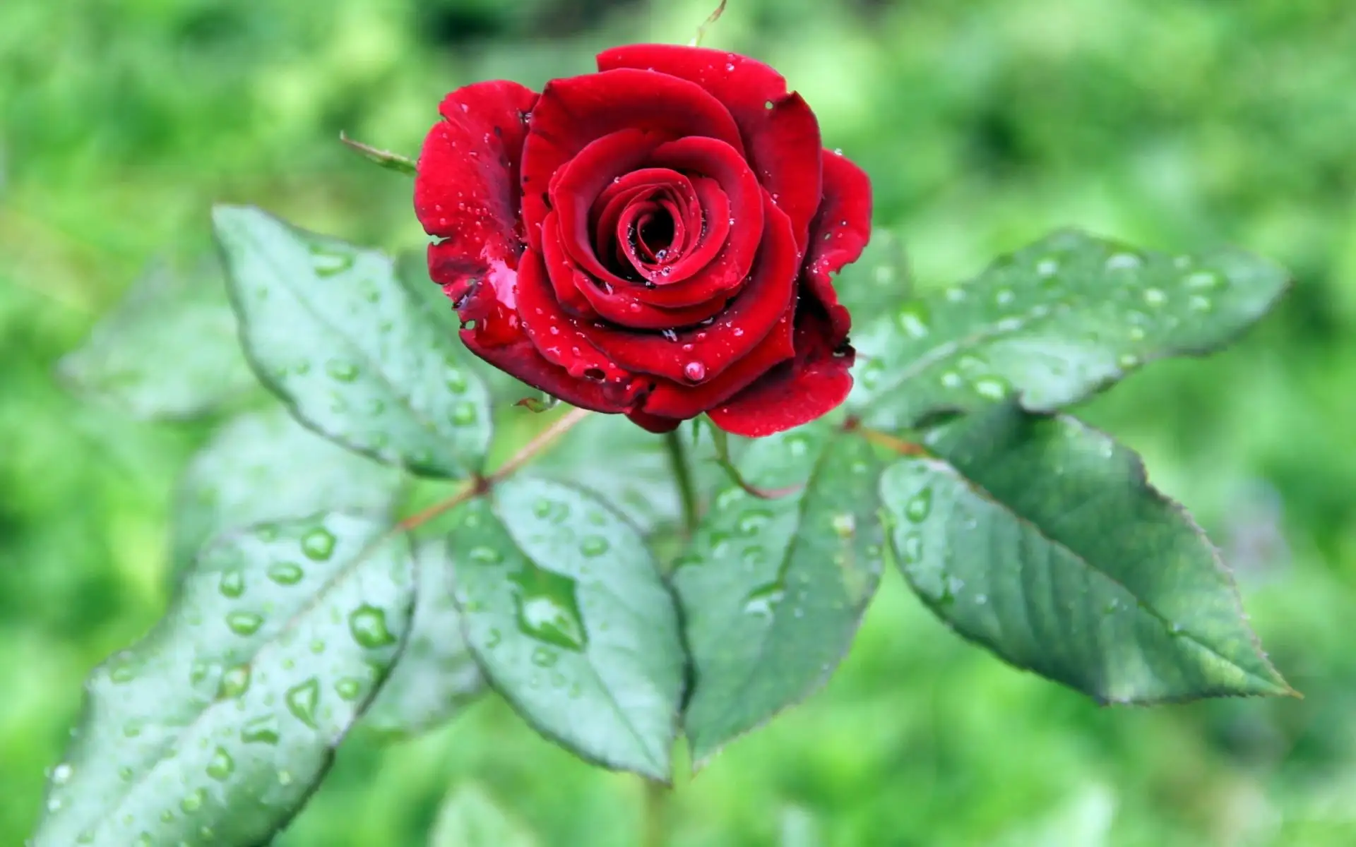 玫瑰花有较强的活血散瘀功效