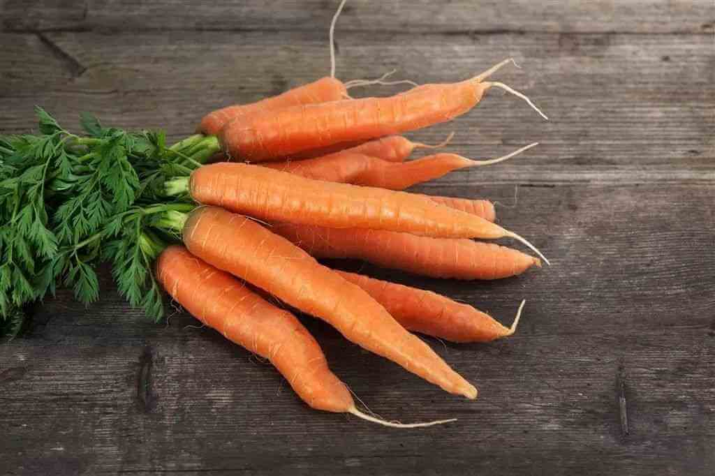 胡萝卜是天然的避孕药