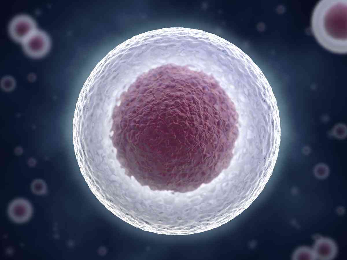 促排卵和取卵是试管中的重要一环