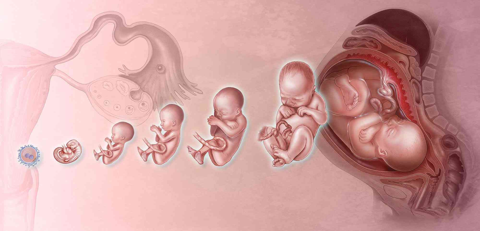 为何仅4成胚胎可顺利着床原来是这3个罪魁祸首在作怪