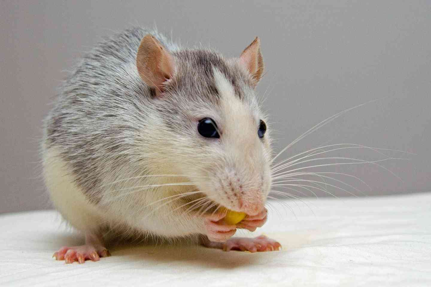 小鼠实验发现年龄越大子宫内膜越薄