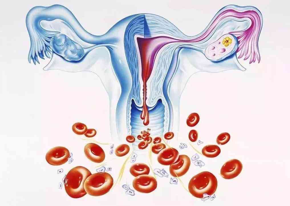 子宫内膜的厚度