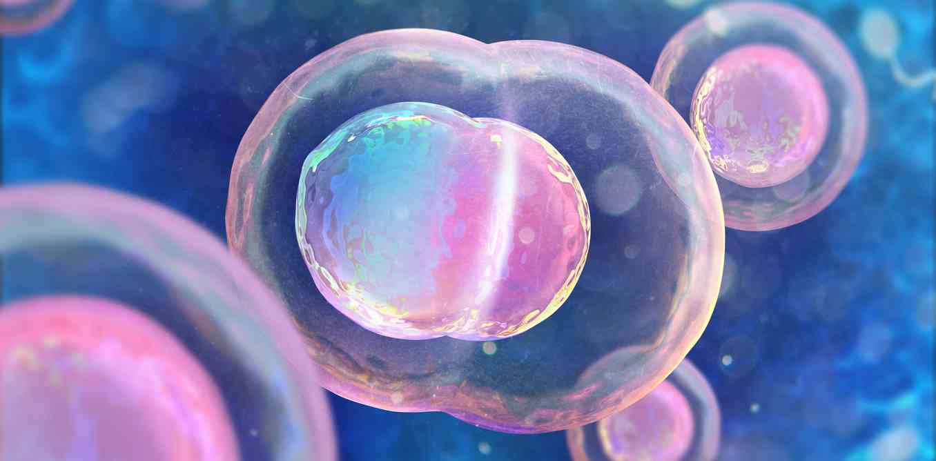 胚胎的不同类型会影响试管成功率