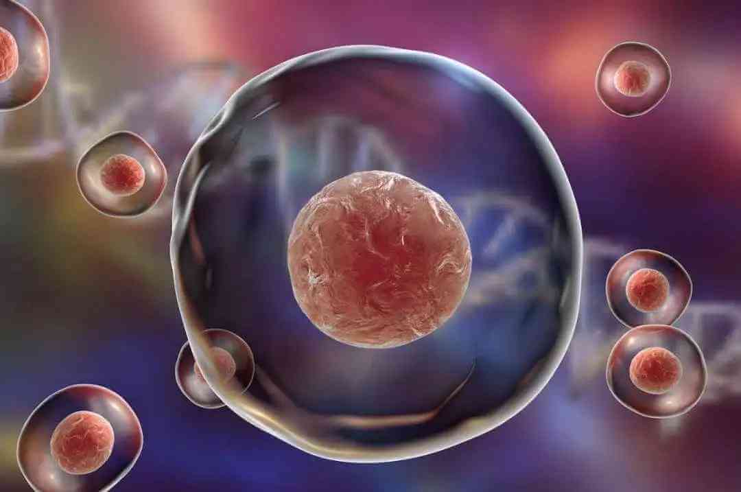 脐带血中含有丰富的造血干细胞