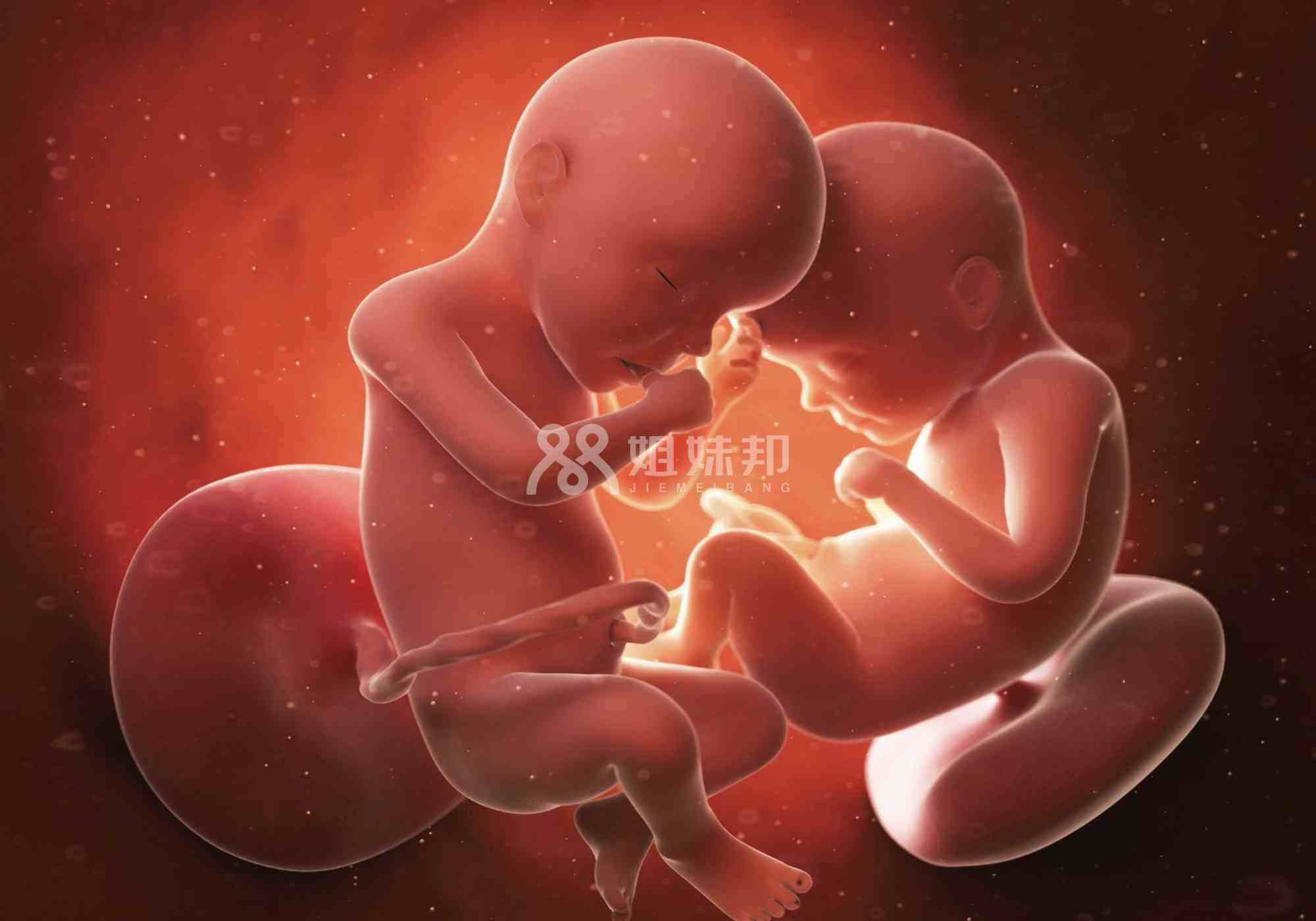 胎儿性别分为雌性和雄性