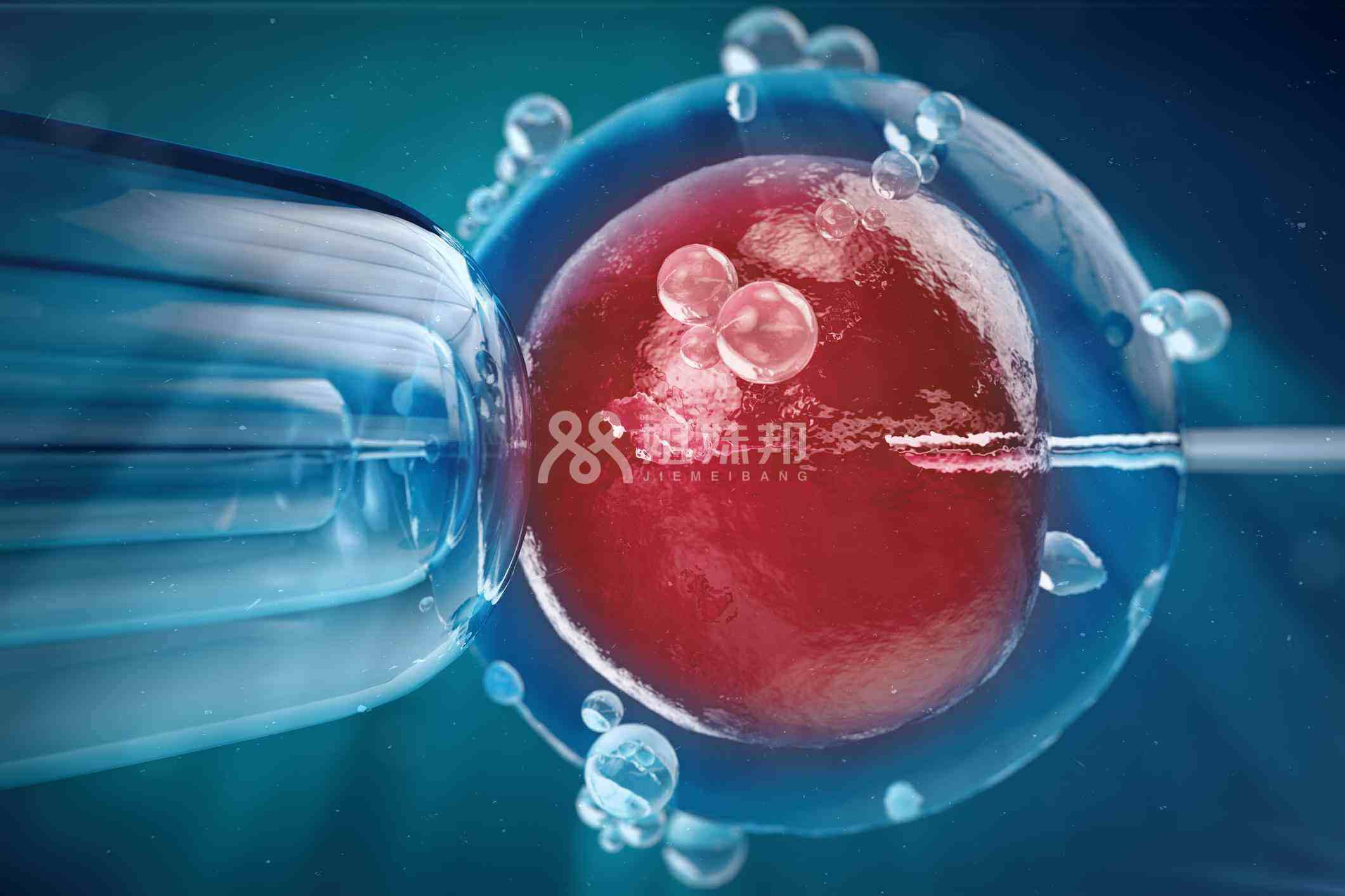 囊胚移植可能会增加单卵双胎风险