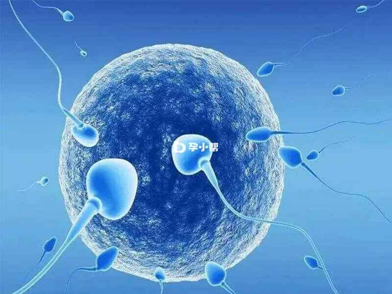 精子浓度低会直接影响受孕