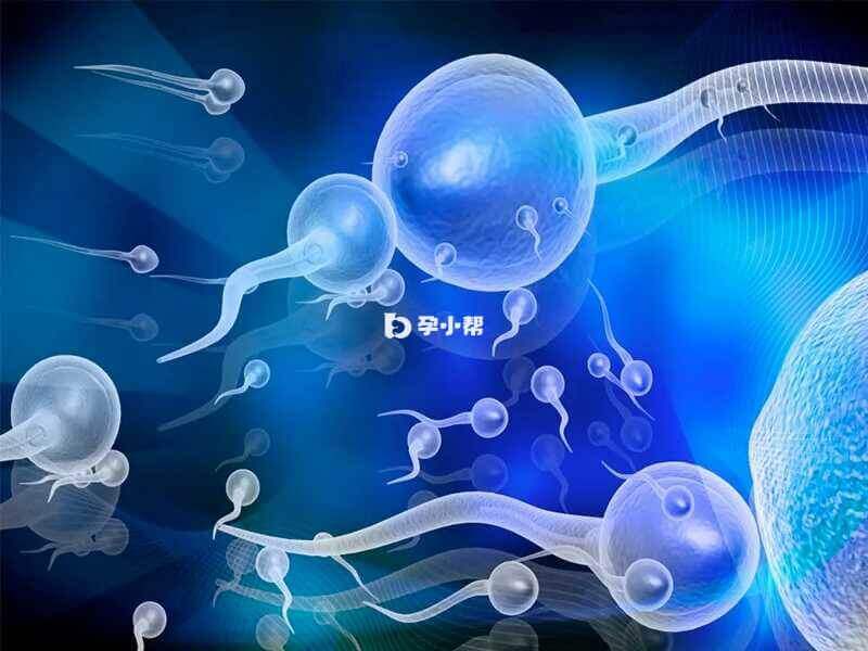 精子质量太弱导致胚胎发育不良