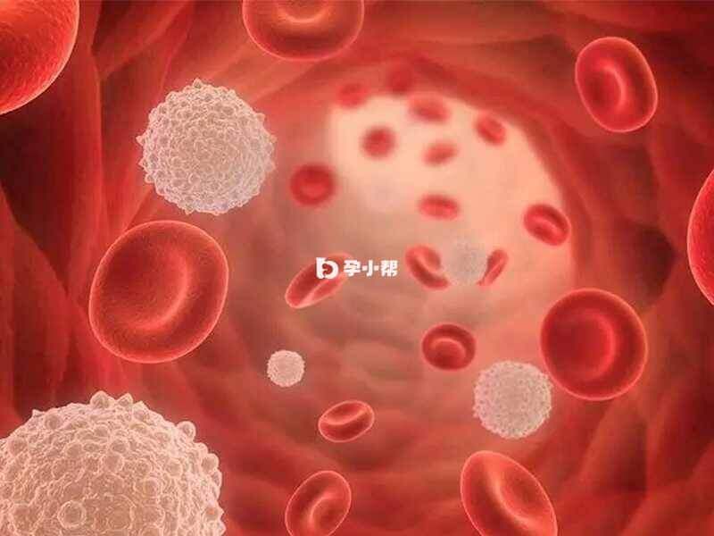 红细胞在人体中担任氧气运输