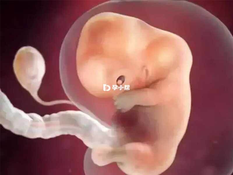 胚胎发育慢影响卵黄囊形成
