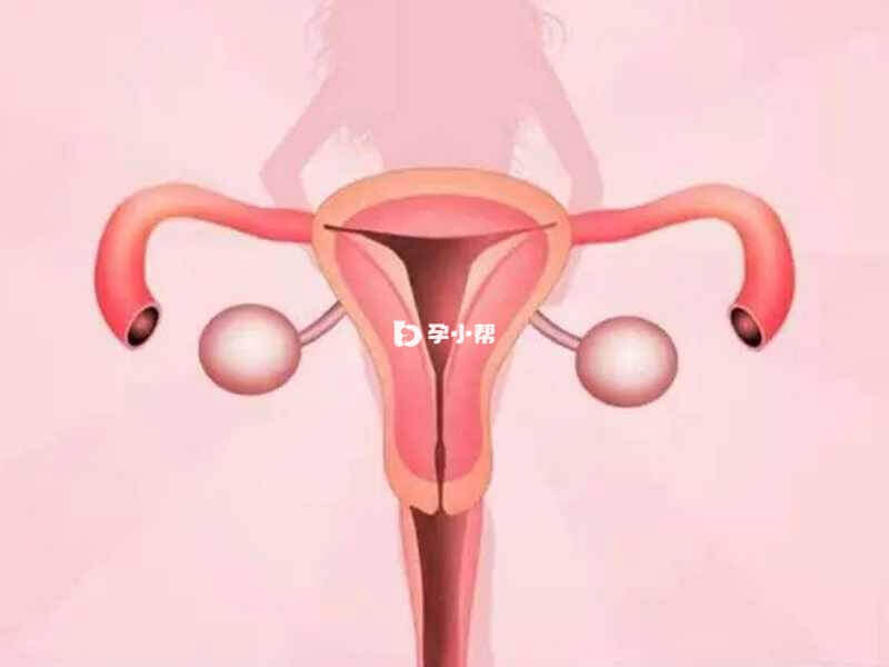 盆腔囊肿常见于卵巢
