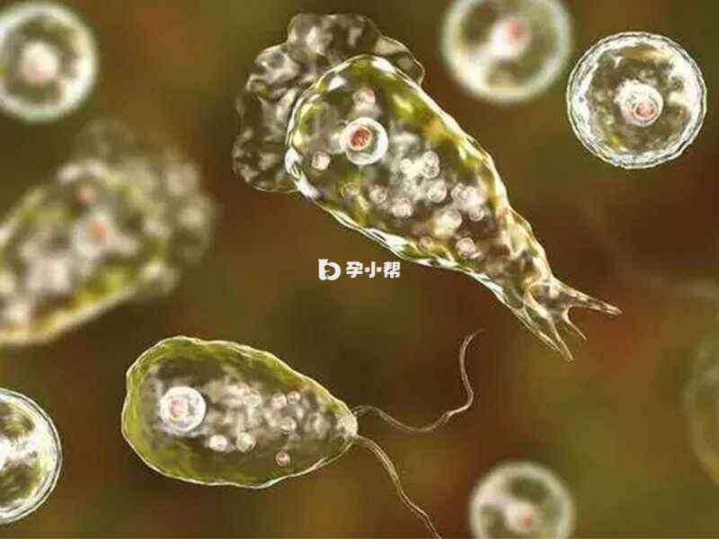 阿米巴是一种特殊的寄生虫类病原菌