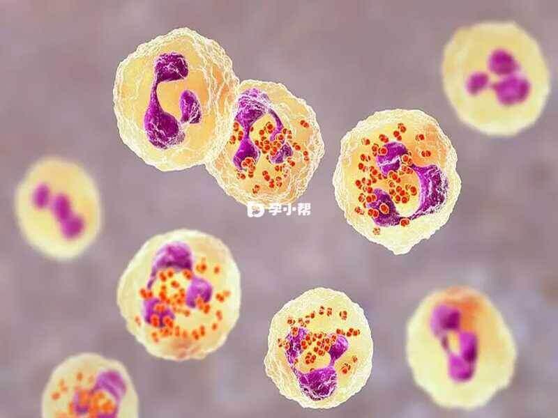 显微镜下的淋球菌
