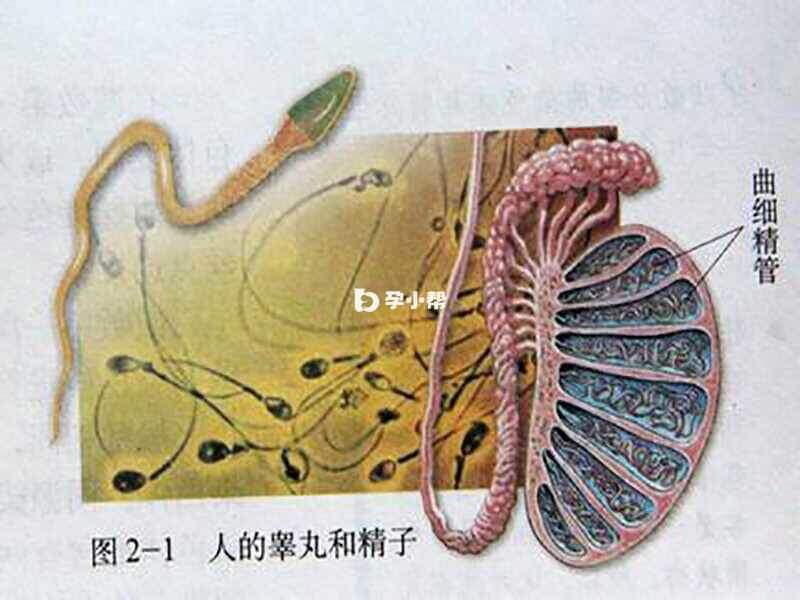 睾丸是产生精子的地方