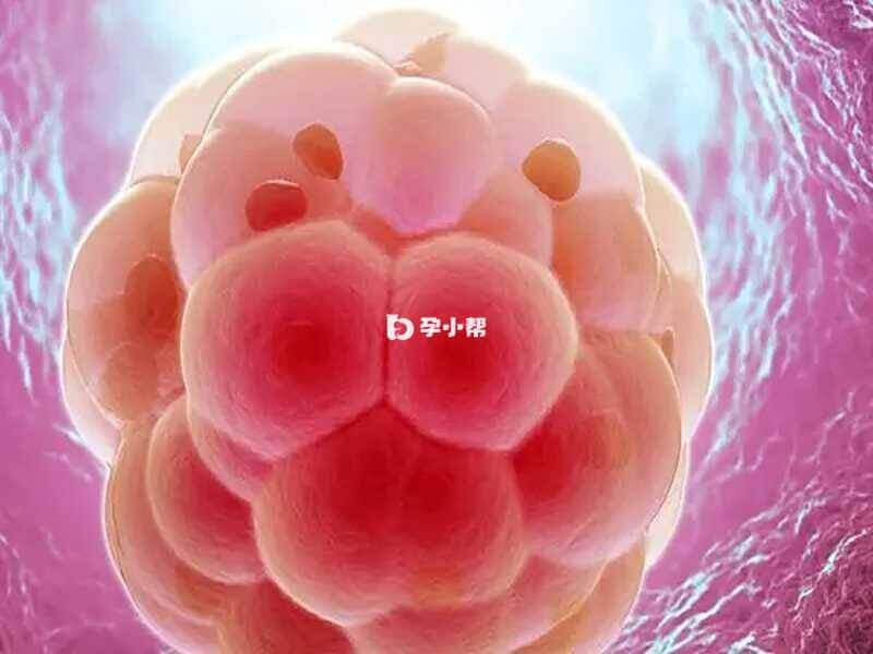 12~16个卵裂球组成的实心胚