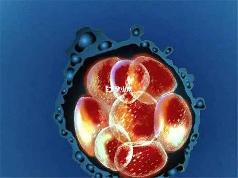 嵌合体胚胎表现
