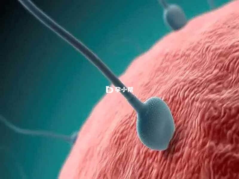 Y精子受孕过程
