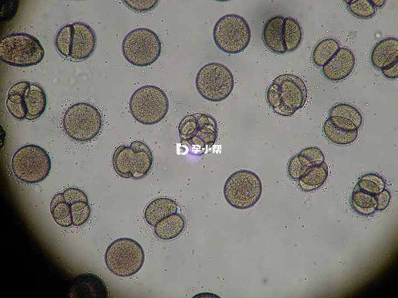 5bc是孵化中的囊胚