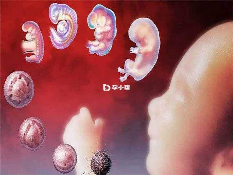 6ac胚胎成功率大概在50%