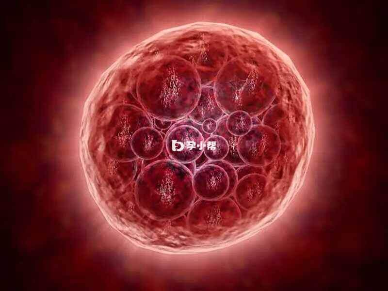 5ba胚胎属于优质囊胚