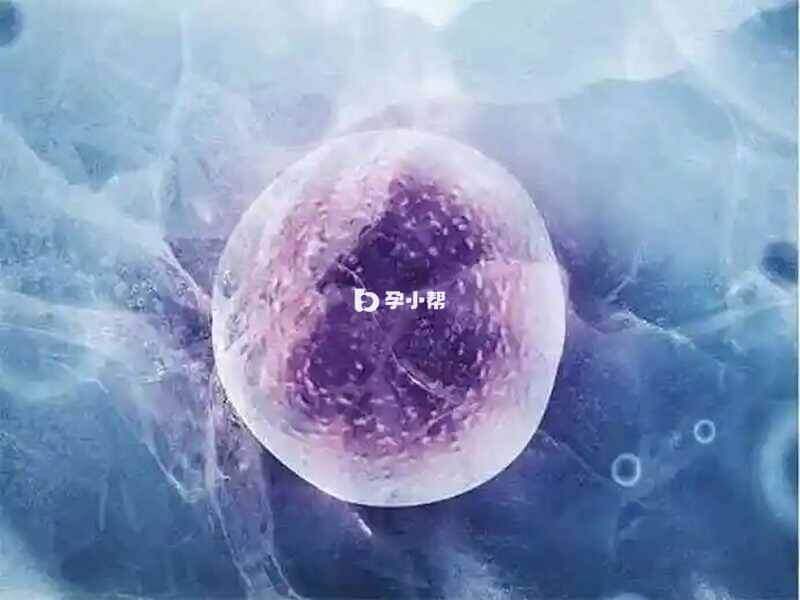 5ab胚胎属于优质囊胚