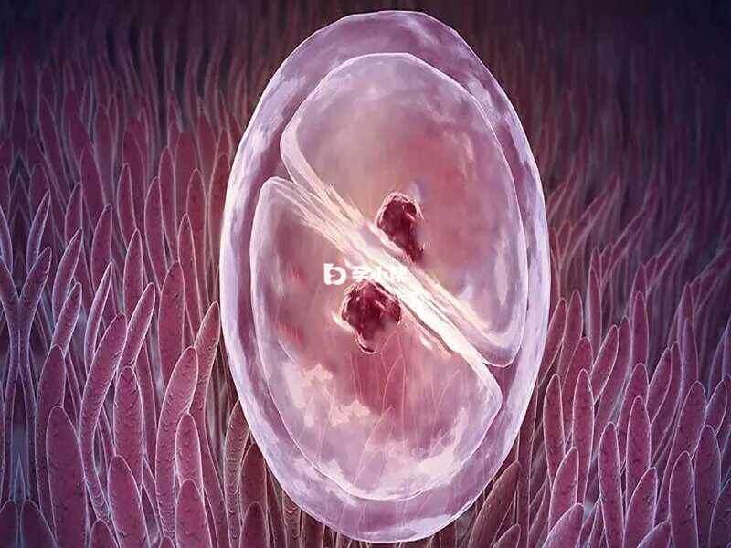 4ca胚胎移植成功率在40%左右