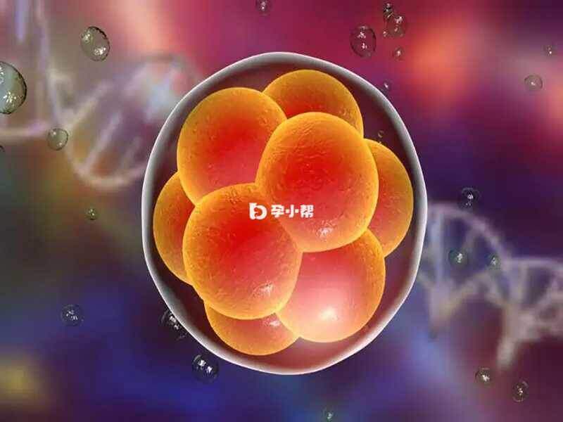 5ac胚胎属于一级胚胎