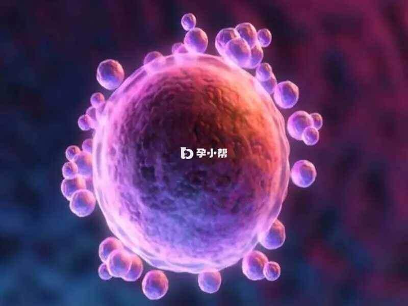 4bb囊胚是培养了5-7天养成的胚胎