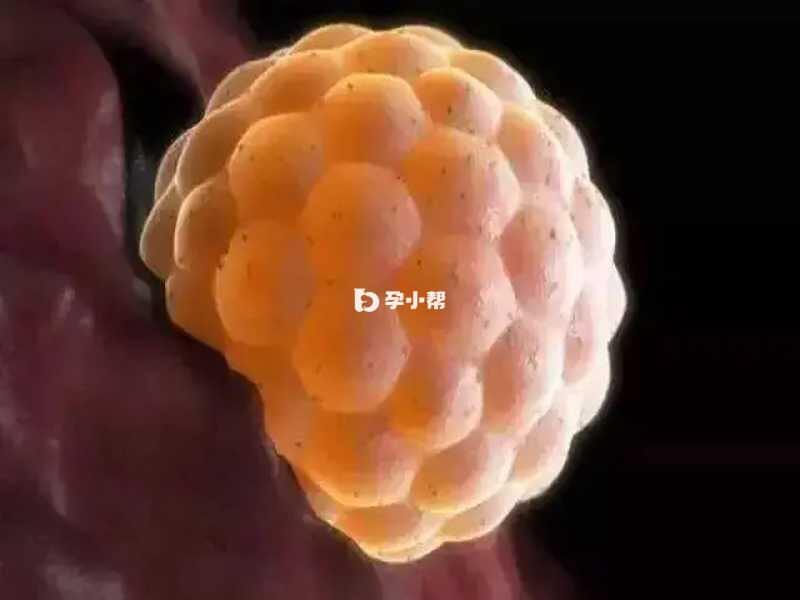 4ba胚胎会比4bb稍好一些