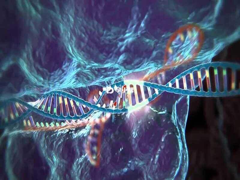 重复的DNA序列