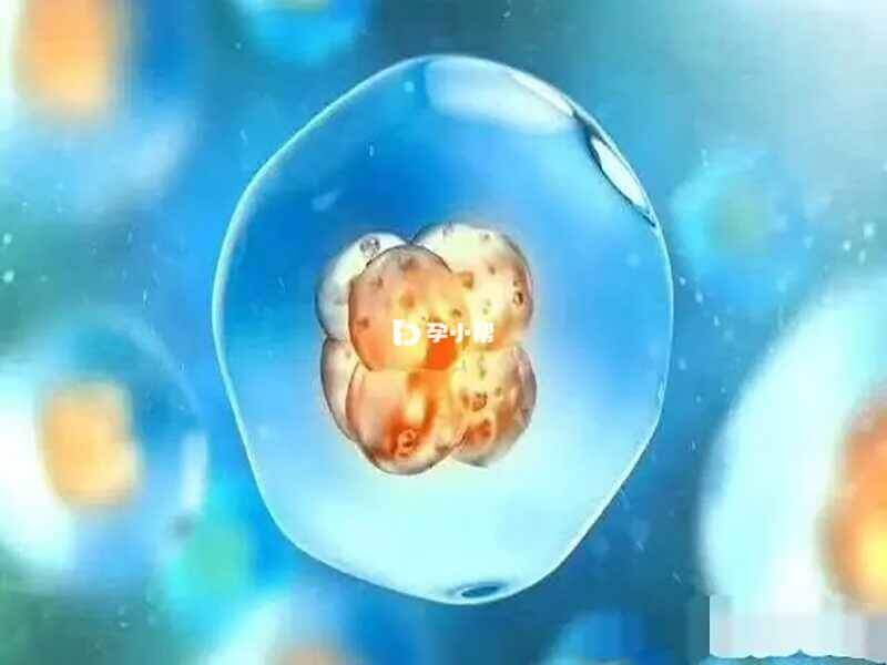 滋养外胚层会影响胚胎质量
