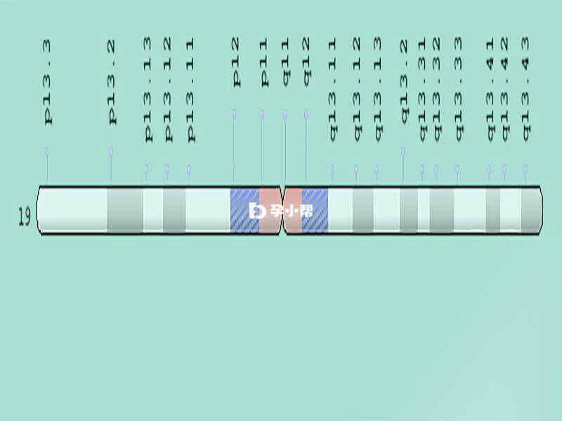 19号染色体位图