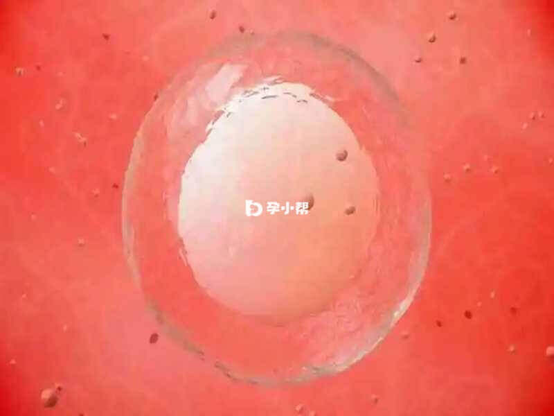 3ab囊胚是优质囊胚中的一种