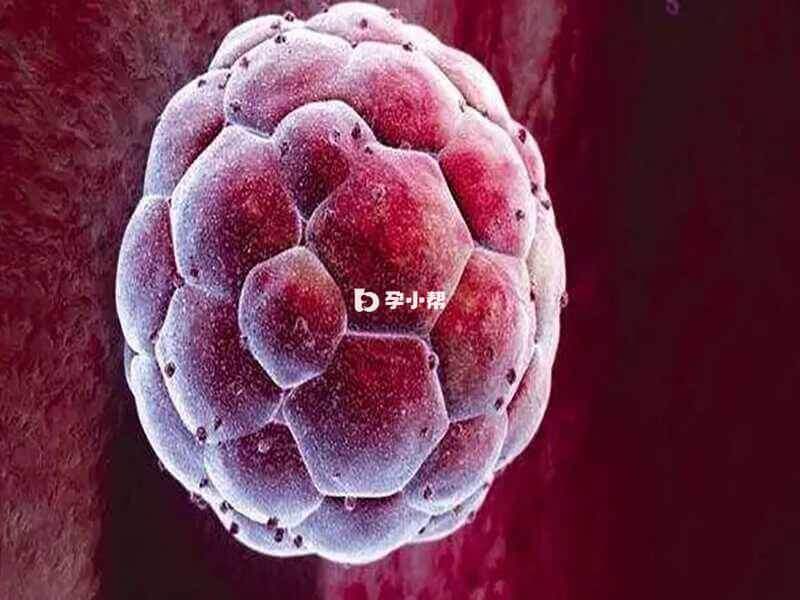 低等级胚胎继续培养也有意义