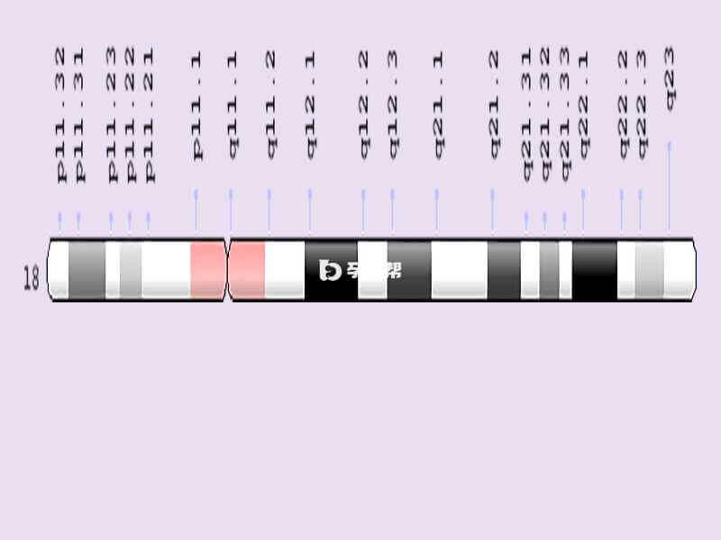 18号染色体位图