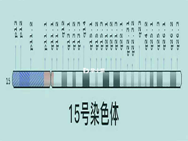 15号染色体位图