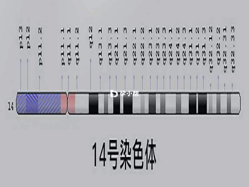 14号染色体位图