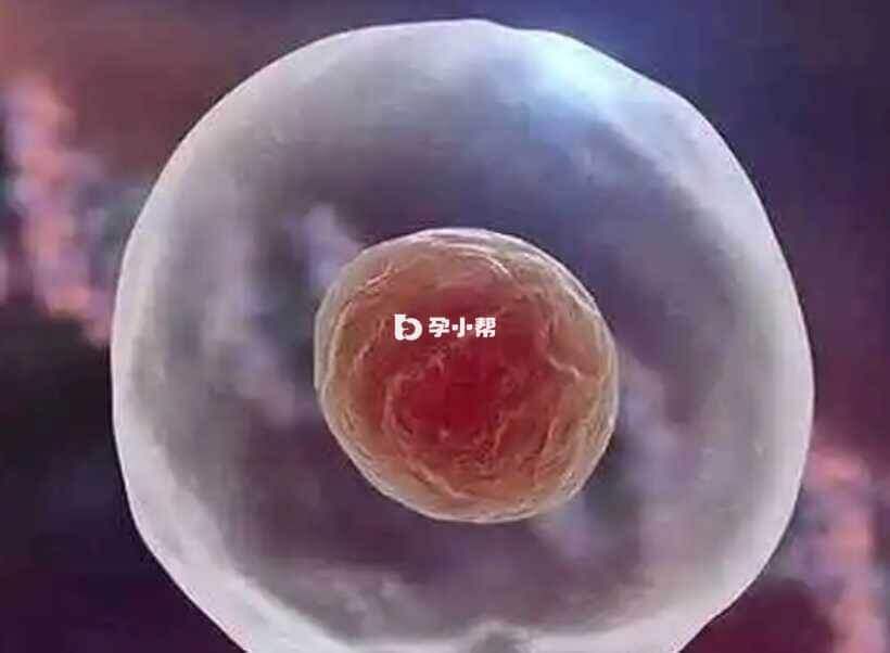一侧的卵巢有12个卵泡