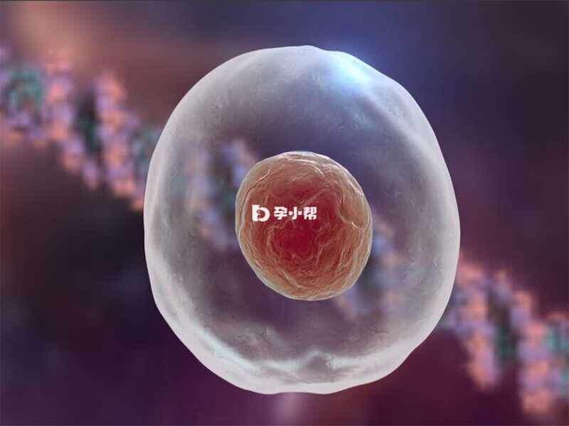 正常育龄期的女性卵泡的正常数量是在3-12个