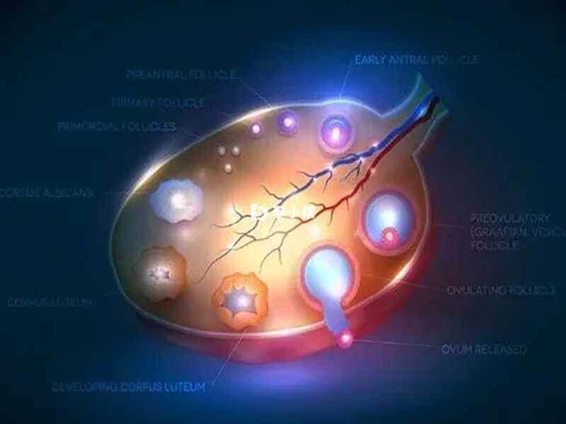 女性卵巢中有3-11个基础卵泡都是正常的