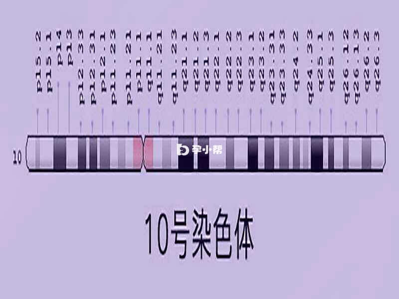 10号染色体位图