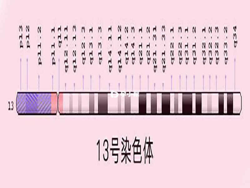 13号染色体位图
