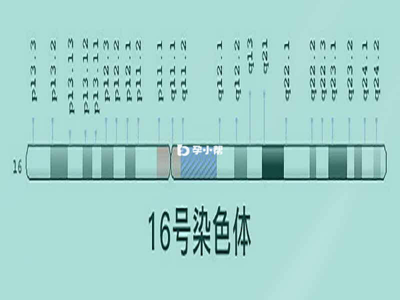16号染色体位图
