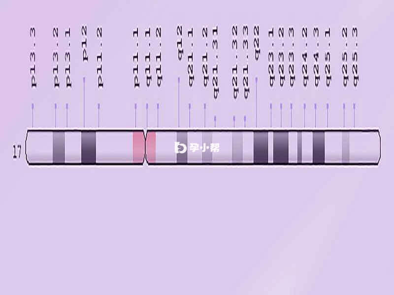 17号染色体位图