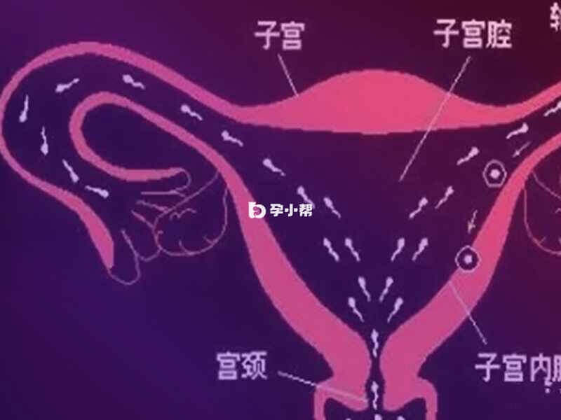 输卵管位于两侧腹股沟略上一些