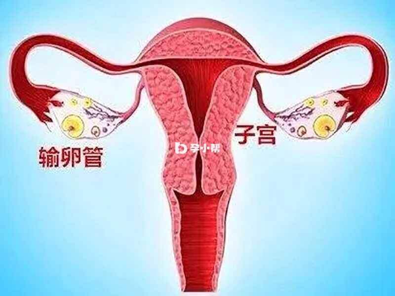 输卵管为女性盆腔内一对细长而弯曲的肌性管道
